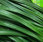 Pandan Leaf